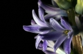 Blüte einer Hyacinthe
